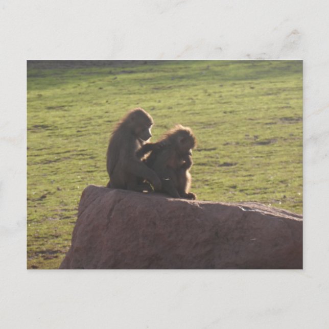 Cartão Postal Amigos do Dinheiro (Frente)