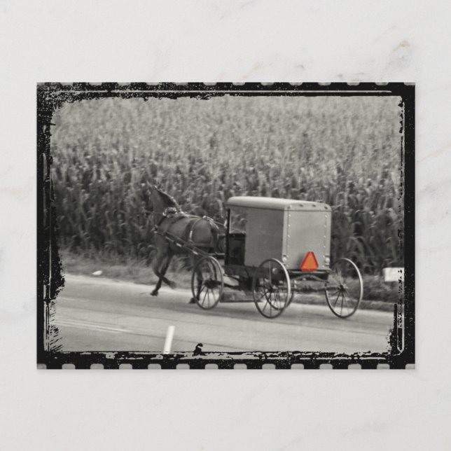 Cartão Postal Amish Buggy Monocromo (Frente)