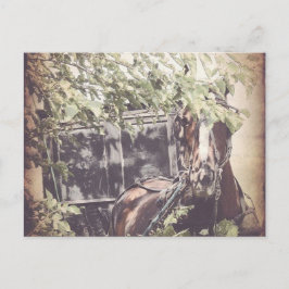 Cartão Postal Amish Esperando Cavalo