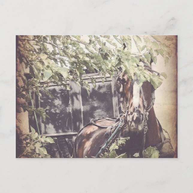 Cartão Postal Amish Esperando Cavalo (Frente)