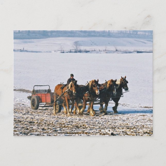 Cartão Postal Amish Farmer No Spreader-Postcard-2 (Frente)