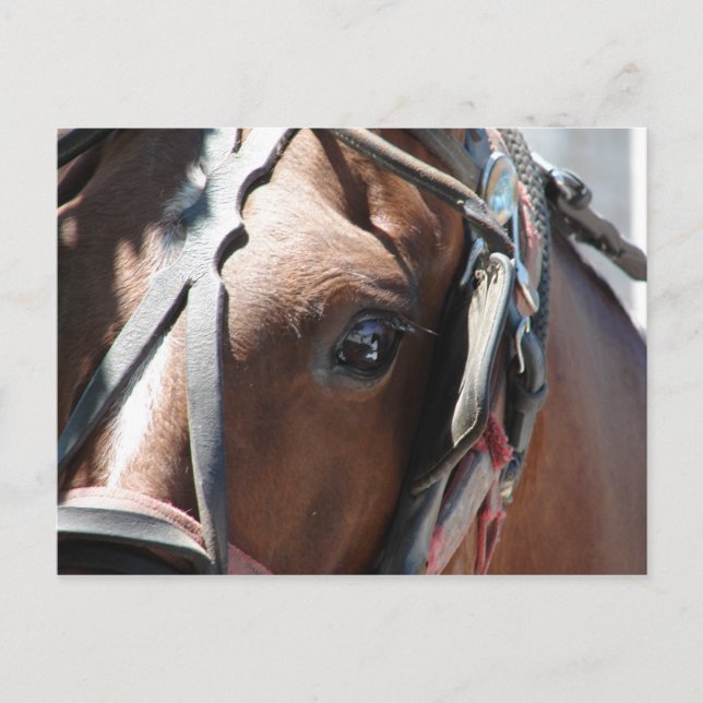 Cartão Postal Amish Horse (Frente)