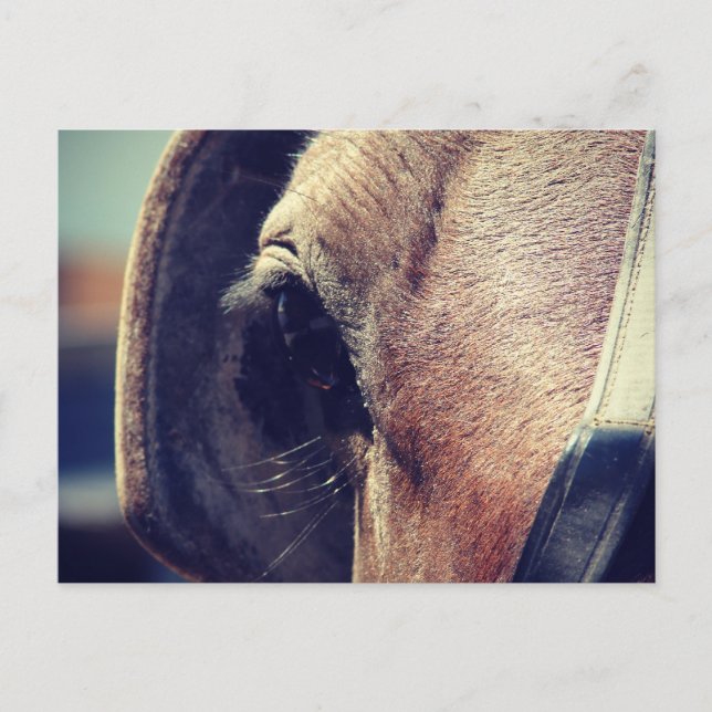 Cartão Postal Amish Horse (Frente)