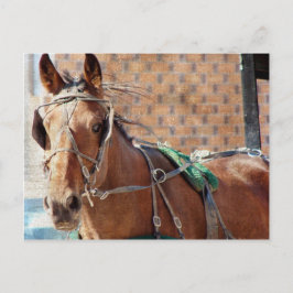 Cartão Postal Amish Horse