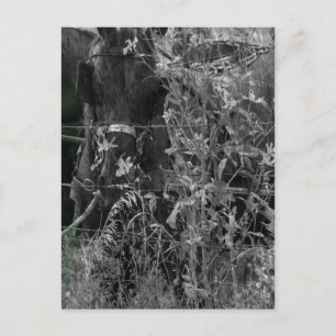 Cartão Postal Amish Horse Black and White Grunge