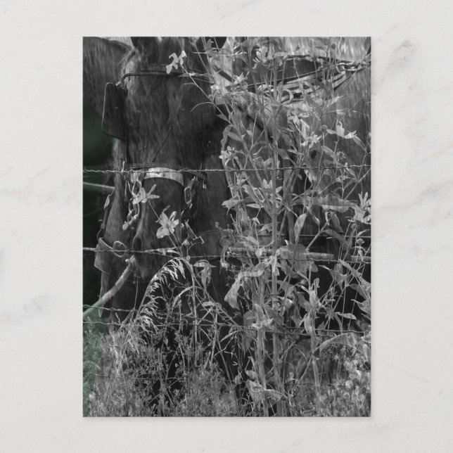 Cartão Postal Amish Horse Black and White Grunge (Frente)