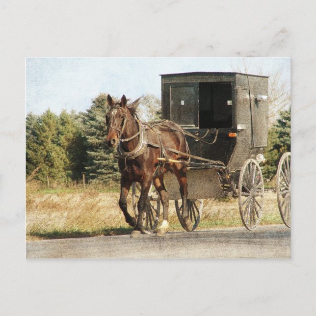 Cartão Postal Amish Horse e Buggy (Frente)