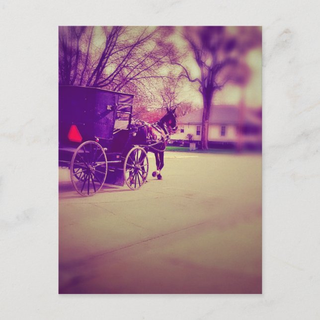 Cartão Postal Amish Horse e Buggy (Frente)