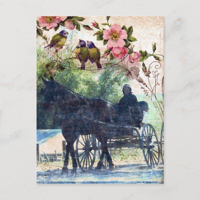 Cartão Postal Amish Horse e Buggy Birdie Textura (Frente)