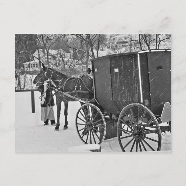 Cartão Postal Amish Horse e Buggy Postcard (Frente)