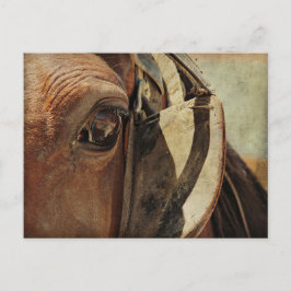 Cartão Postal Amish Horse Eye
