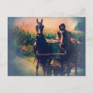 Cartão Postal Amish Horse Team
