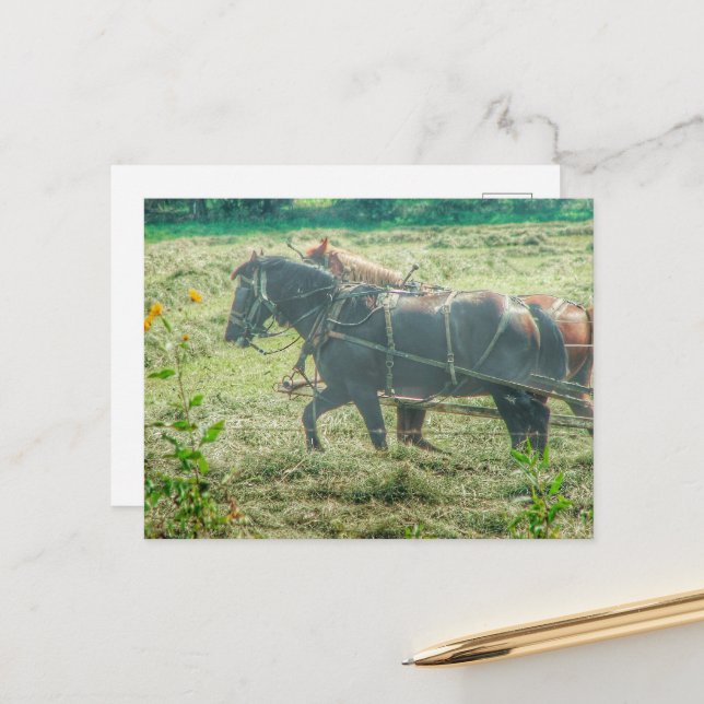 Cartão Postal Amish Horses Mowing Hay (Frente/Verso In Situ)