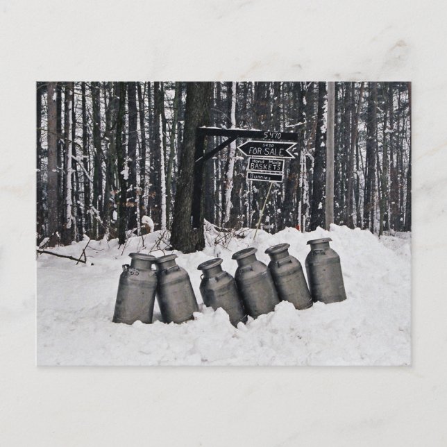 Cartão Postal Amish Milk Cans-Postcard (Frente)