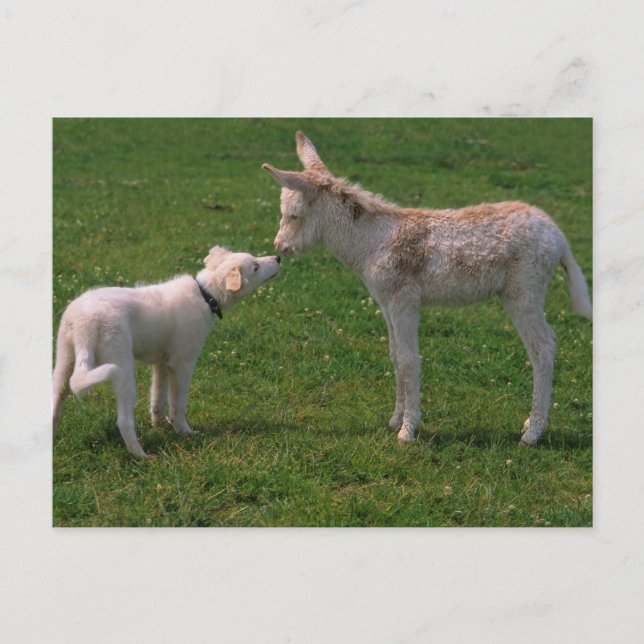 Cartão Postal Amizade de animal, burro jovem com cão, (Frente)