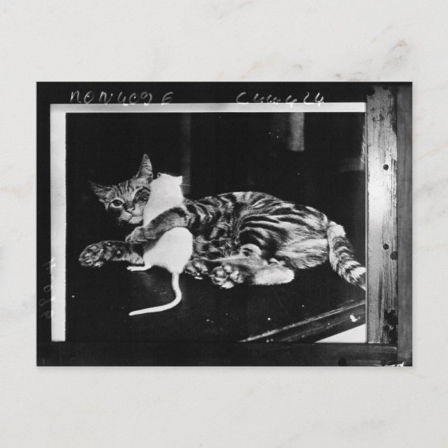 Cartão Postal Amizade surpreendente - Cat Minnie e Mike Mouse (Frente)