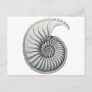 Cartão Postal Ammonite