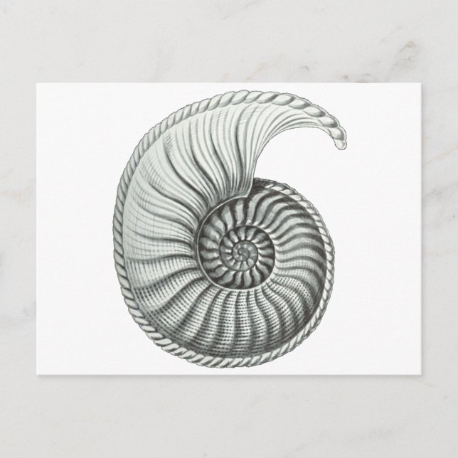 Cartão Postal Ammonite (Frente)