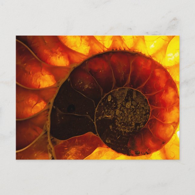 Cartão Postal Ammonite com iluminação de fundo, Cleoniceras (Frente)