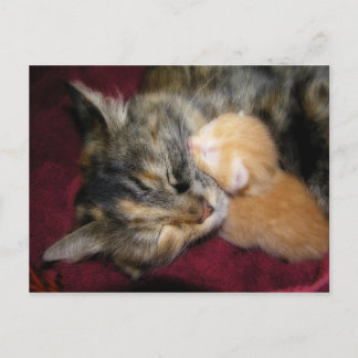 Cartão Postal Amo-Te Mãe