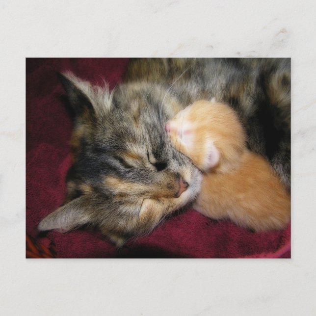 Cartão Postal Amo-Te Mãe (Frente)