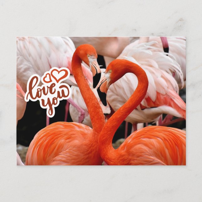 Cartão Postal Amo Vocês Duas Lindas Aves Flamingo (Frente)