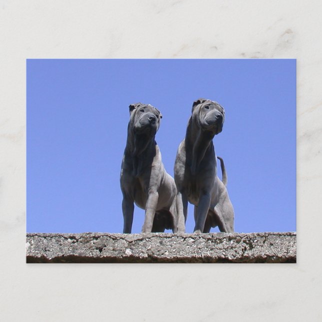 Cartão Postal Amor... (Frente)