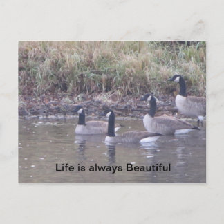 Cartão Postal Amor à Natureza