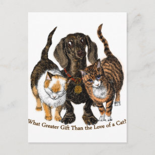 Cartão Postal amor a um gato