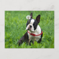Amor Boston Terrier Puppy Dog Pensando em você