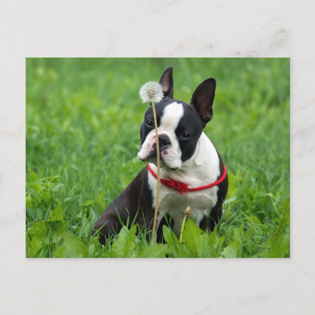 Cartão Postal Amor Boston Terrier Puppy Dog Pensando em você (Frente)
