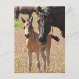 Cartão Postal Amor da Mãe