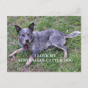 Cartão Postal amor de cão de gado australiano com foto