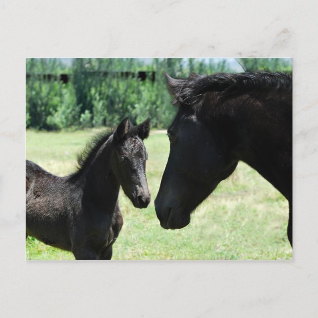 Cartão Postal Amor de cavalo mãe e bebê (Frente)