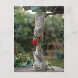 Cartão Postal Amor de Esquilo