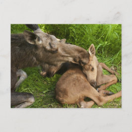 Cartão Postal Amor de Mãe