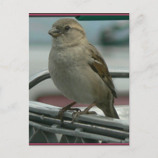 Cartão Postal Amor Elevado: Cart Bird