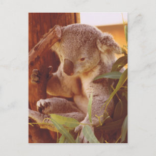 Cartão Postal Amor Koala