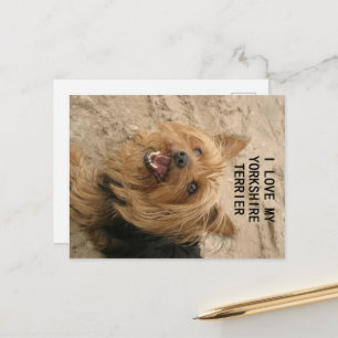 Cartão Postal amor por yorkshire terrier com foto preto e dourad