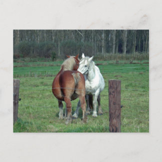 Cartão Postal Amor, romance: 2 cavalos pesados belgas, foto