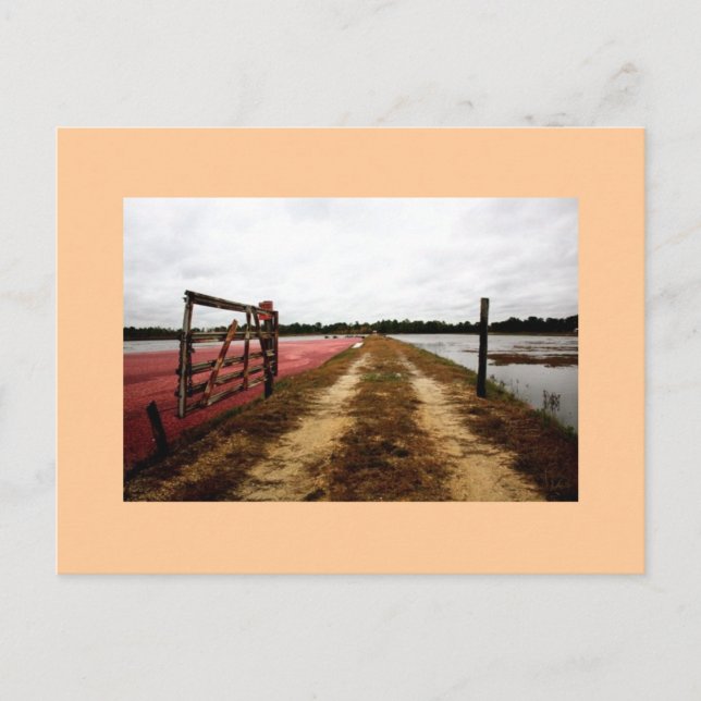 Cartão Postal amora (Frente)