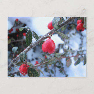 Cartão Postal Amoras de rola de inverno vermelho