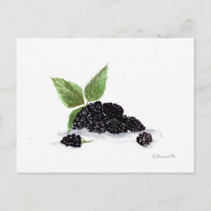 Cartão Postal Amoras frutas, pintura aquosa