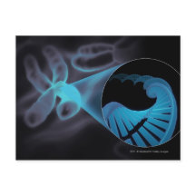 Ampliar uma cadeia de DNA em um cromossomo