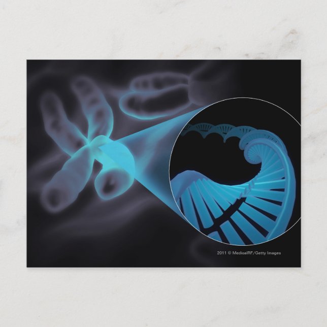 Cartão Postal Ampliar uma cadeia de DNA em um cromossomo (Frente)