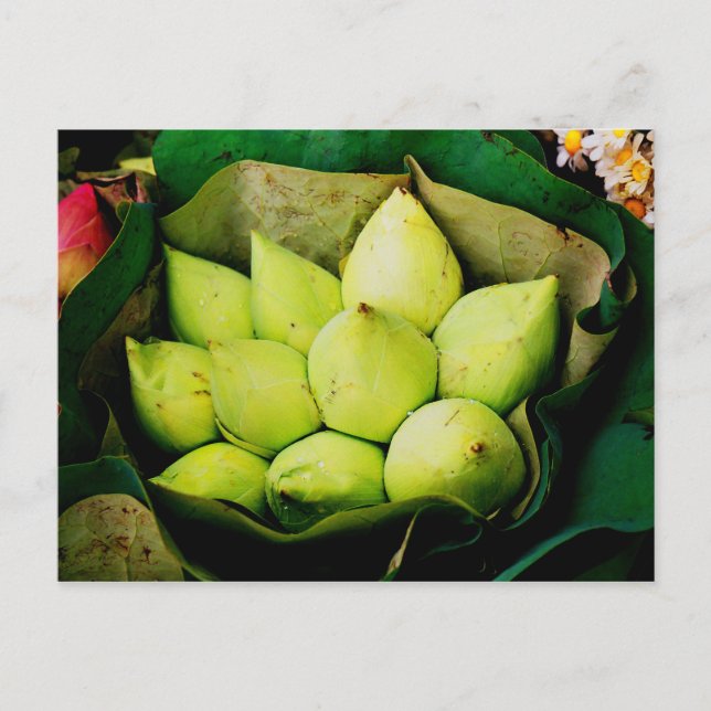 Cartão Postal Ampolos de Lotus (Frente)