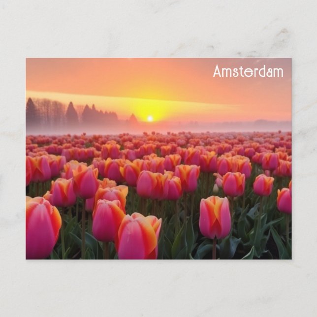 Cartão Postal Amsterdã Holanda Tulips Viagem Foto (Frente)