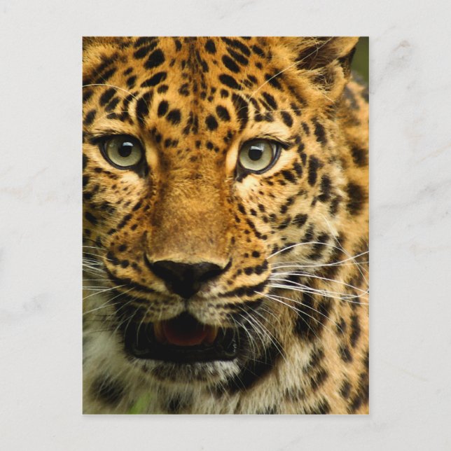 Cartão Postal Amur Leopard (Frente)