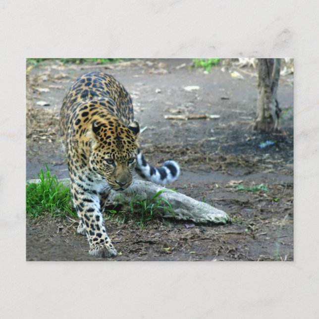 Cartão Postal Amur Leopard (Frente)