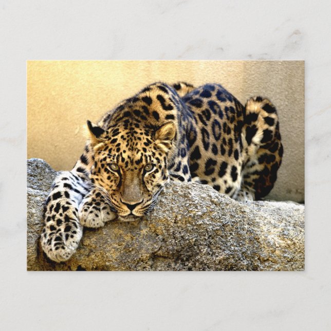 Cartão Postal Amur Leopard (Frente)